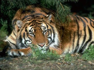 Пазл «Тигр»
