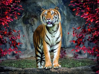 Rompicapo «Tiger»