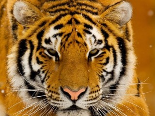 パズル «Tiger»