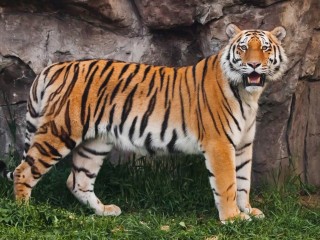 Slagalica «Tiger»