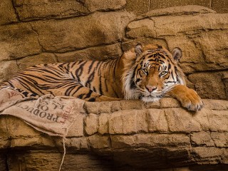 Quebra-cabeça «Tiger»