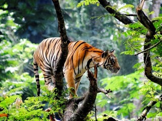 Пазл «Tiger on the tree»