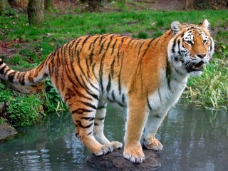 Пазл «Тигр на камне»