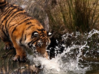 Пазл «Тигр на водопое»