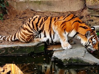 Пазл «Тигр на водопое»