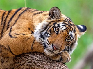 Пазл «Тигр отдыхает»