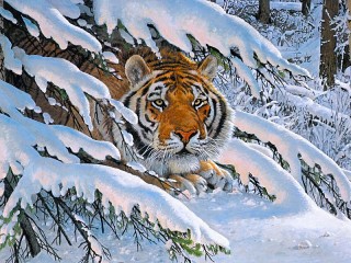 Zagadka «Tiger in ambush»