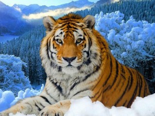 Jigsaw Puzzle «Tiger in winter»