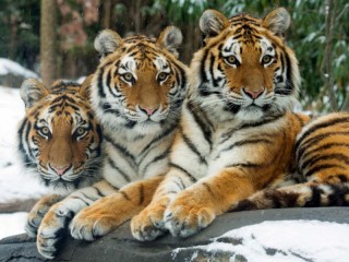 Пазл «Тигры»