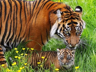Пазл «Тигры в траве»