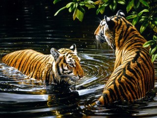 Пазл «Тигры в воде»