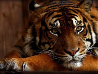 Пазл «Тигрица»