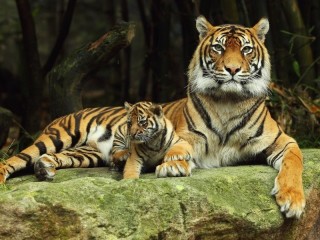 Пазл «Тигрица с тигренком»