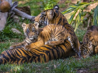 Пазл «Тигрица с тигрятами»