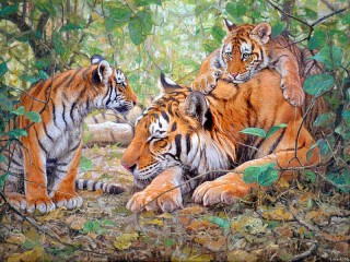 Пазл «Тигрица с тигрятами»
