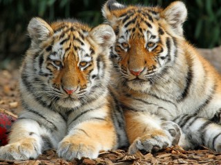 Пазл «Тигрята»