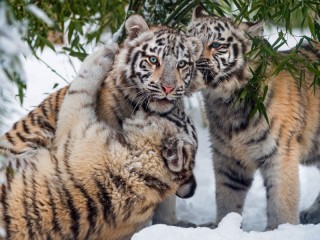 Rompecabezas «tiger cubs»