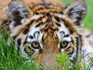 Puzzle «Tiger cub»