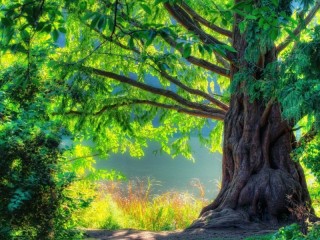 Пазл «Tree»