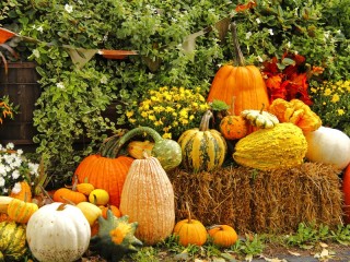Jigsaw Puzzle «Pumpkins and hay»
