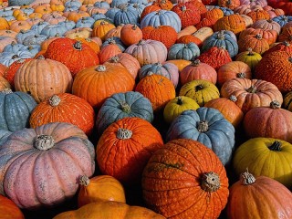 Jigsaw Puzzle «Pumpkins at the festival»