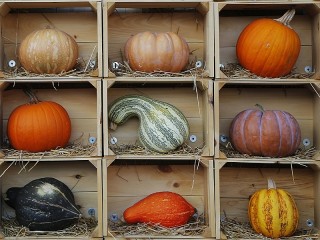 Slagalica «Pumpkins on the shelves»
