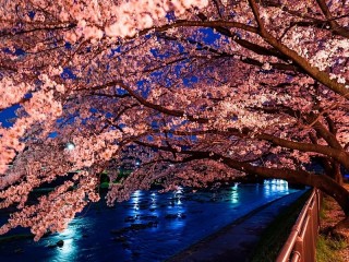 Слагалица «Tokyo Sakura»