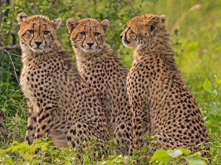 Пазл «Три гепарда»