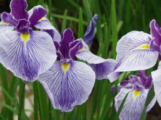 Quebra-cabeça «Three irises»