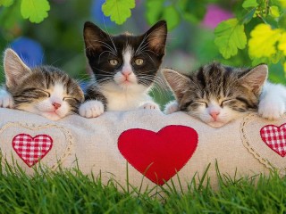 Quebra-cabeça «Three kittens»