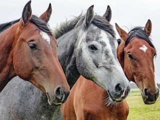 Пазл «Три лошади»