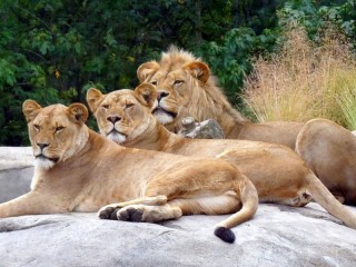 Пазл «Three lions»