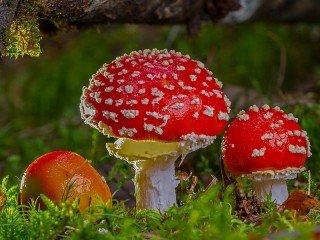 Rätsel «Three mushroom»