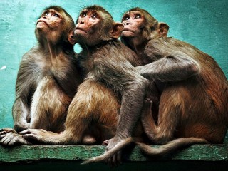 Slagalica «Three monkeys»