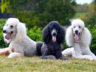 Jigsaw Puzzle «Three poodle»