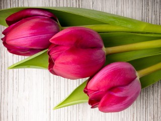 Bulmaca «Three tulips»