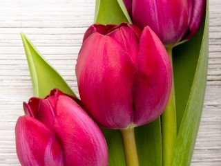 Zagadka «Three tulips»