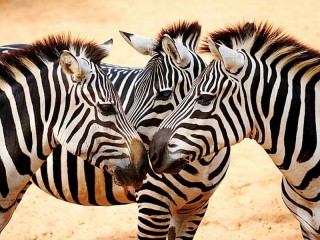 Slagalica «Three zebras»