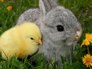 Слагалица «Chicken and rabbit»