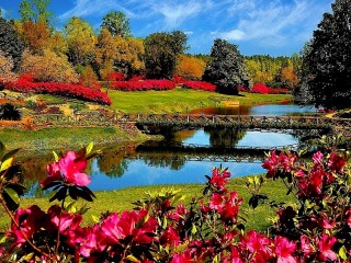 Jigsaw Puzzle «Flowering rhododendron»