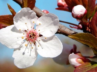 Rompicapo «Plum blossom»