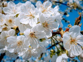 Puzzle «The cherry blossoms»