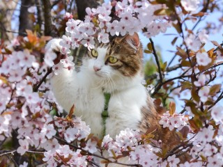 Rompicapo «Cherry blossoms»