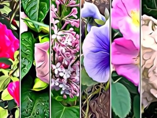 Bulmaca «Flowers»