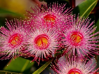 Rätsel «Eucalyptus flowers»