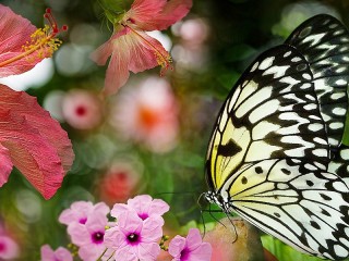 Jigsaw Puzzle «Flowers and butterfly»