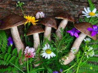 Jigsaw Puzzle «Flowers and mushrooms»