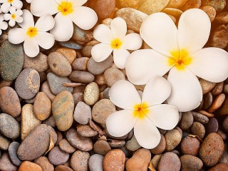 Jigsaw Puzzle «Flowers on the stones»