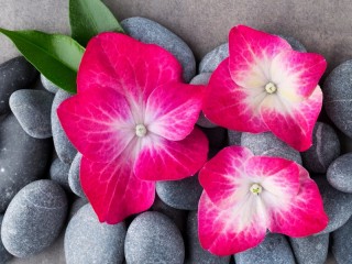 Jigsaw Puzzle «Flowers on stones»