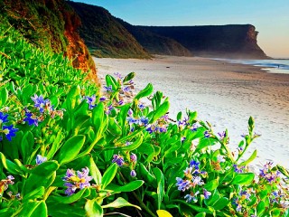 Puzzle «Flowers on the beach»